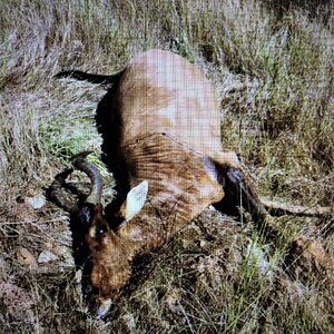 Red Hartebeest Hunt Namibia