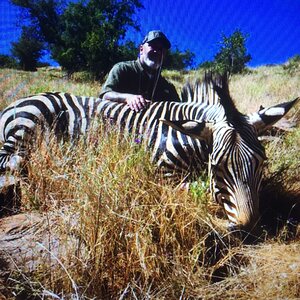 Zebra Hunt Namibia