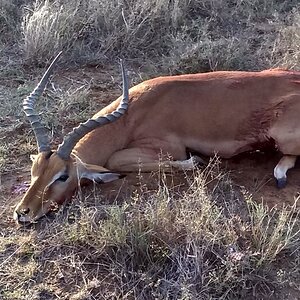 Impala Hunt South Africa