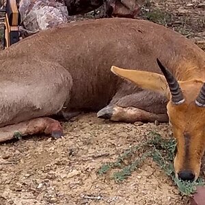 Mountain Reedbuck Hunt South Africa