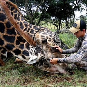 Bowhunting Giraffe South Africa