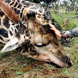 Bowhunting Giraffe South Africa