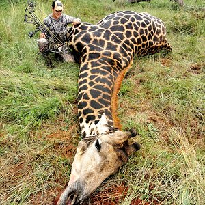 Bowhunting Giraffe South Africa