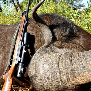 Buffalo Hunt South Africa