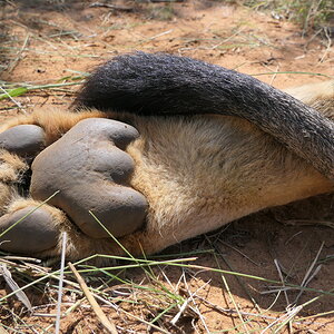 Lion Paw & Lion Tail