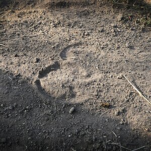 Buffalo Tracks  South Africa