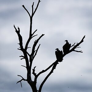 Vultures Birdlife South Africa