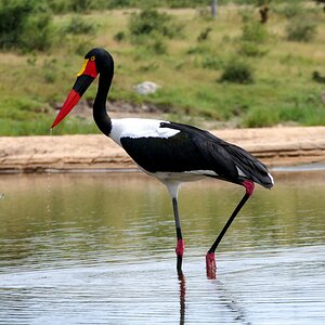 Saddle-Billed Stork Birdlife South Africa