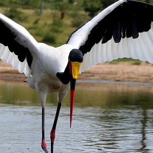 Saddle-Billed Stork Birdlife South Africa