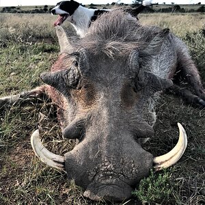 Warthog Hunt Eastern Cape South Africa