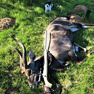 Nyala Eastern Cape South Africa