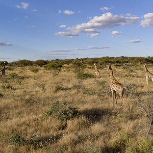 Namibian Wildlife