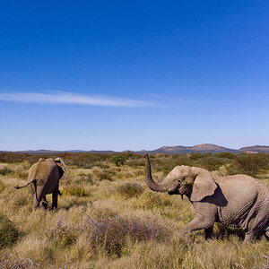 Elephant Wildlife Namibia