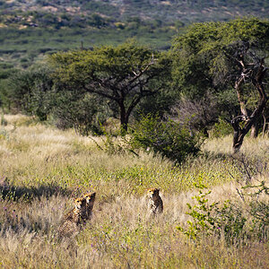 Cheetah Wildlife Namibia