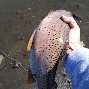 Cutthroat Trout Fishing