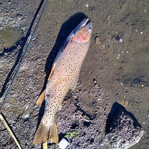 Cutthroat Trout Fishing