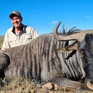 Blue Wildebeest Hunt South Africa