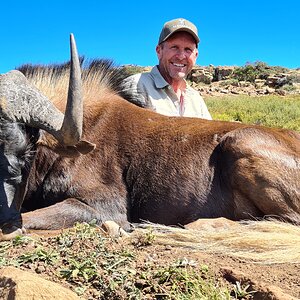 Black Wildebeest Hunt South Africa