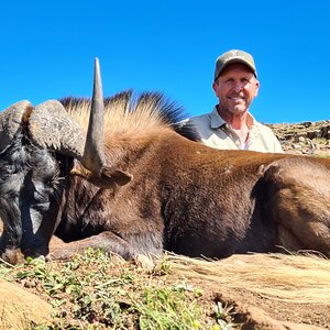 Black Wildebeest Hunt South Africa