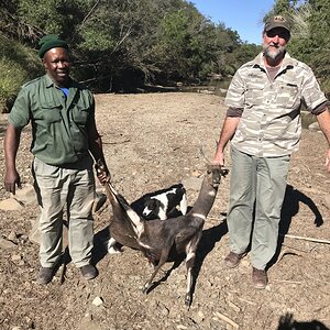 Bushbuck Hunt Eastern Cape South Africa