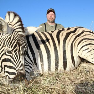 Burchell Zebra hunting in Namibia with Zana Botes Safari