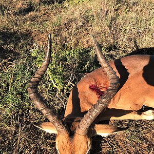 Impala Hunt Eastern Cape South Africa