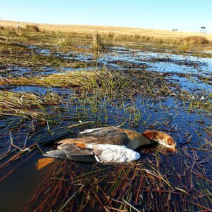 Wild Goose Shooting South Africa