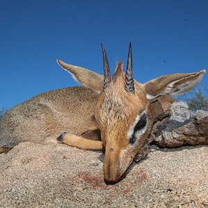 Damara Dik Dik Hunted Namibia