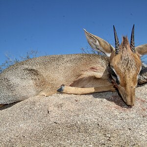 Damara Dik Dik Hunted Namibia