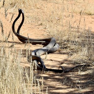 Black Mambas Mating