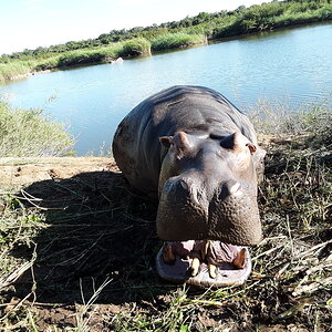 Hippo Hunting Zimbabwe