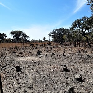 Sable Wildlife Zambia