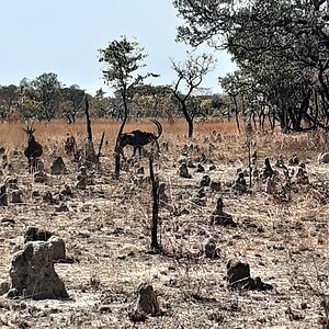 Sable Wildlife Zambia