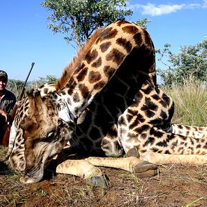 Giraffe Hunt South Africa