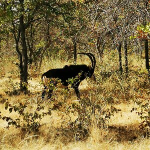 Sable Bull South Africa