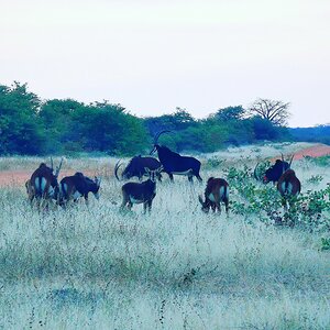 Sable Herd South Africa