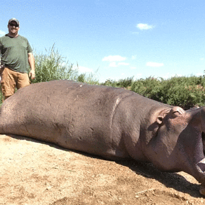 Hippo Hunt Zimbabwe