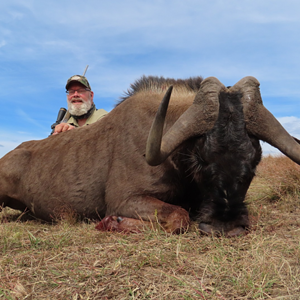 Black Wildebeest Easern Cape South Africa