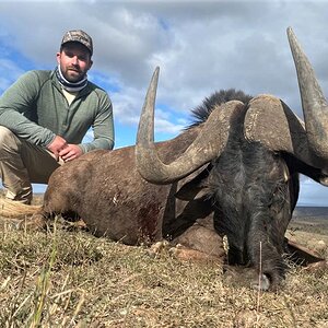 Black Wildebeest Hunting Eastern Cape South Africa