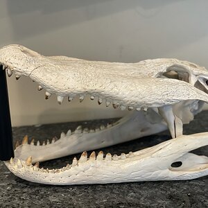 Alligator Skull Taxidermy