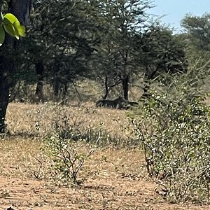 Zimbabwe Wildlife