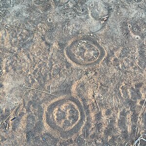 Lion Footprints