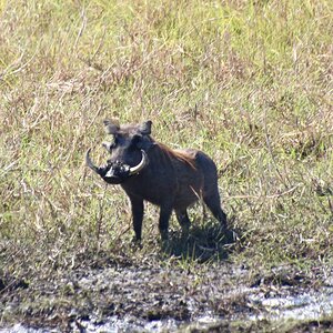 Beautiful warthog spotted in the Caprivi with Zana Botes Safari