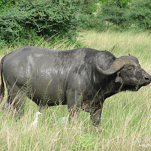 Buffalo Wildlife South Africa