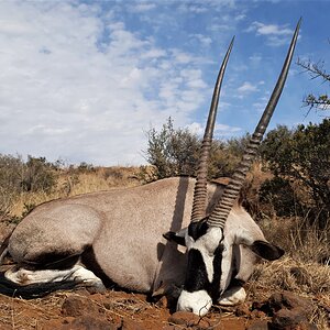 Gemsbok Hunting Eastern Cape South Africa