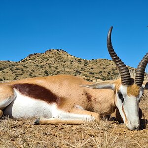 Springbok Hunting Eastern Cape South Africa