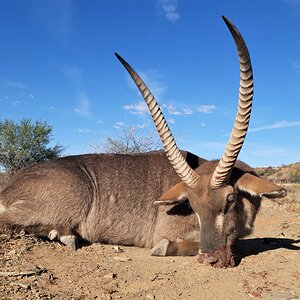 Waterbuck Hunting Eastern Cape South Africa