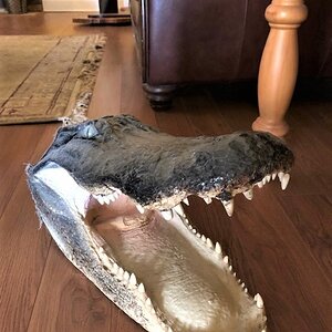 Alligator Head Mount Taxidermy