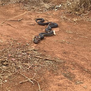 Spitting Cobra Snake Zimbabwe