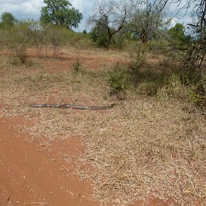 Python Snake Zimbabwe